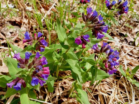 Textura de flores del bosque. Madreselva planta medicinal púrpura. Hermosos fondos naturales con bosque medicinal útiles flores pequeñas púrpura.