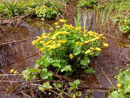 Caltha palustris es una planta perenne venenosa con raíces similares al cordón umbilical en el agua de un arroyo forestal. Primavera flor de agua amarilla en un depósito.