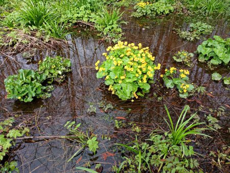 On the surface of a clean forest stream with clear water, bushes of the poisonous flower of the swamp caltha palustris grow. Spring in the forest on the reservoir.