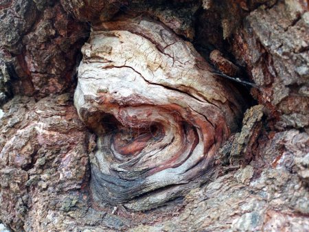 Foto de El crecimiento en un árbol en forma de un gran ojo de madera. Formas y texturas inesperadas naturales. Un gran crecimiento en la orilla parece el ojo de un gigante. - Imagen libre de derechos
