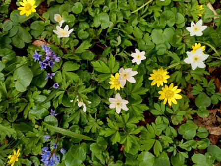 Flores coloridas del bosque de primavera se recogen en una textura en el bosque en primavera. Hermoso fondo de flores del bosque de diferentes colores de blanco púrpura amarillo.