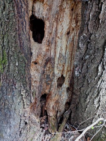 Téléchargez les photos : Texture d'un vieil arbre pourri dans la forêt avec des dommages visibles causés par des insectes nuisibles. Vieil arbre pourri. - en image libre de droit