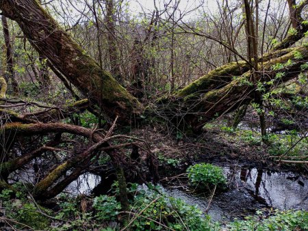 Un grand vieil arbre près d'un ruisseau forestier est recouvert de mousse verte épaisse. Un énorme vieil arbre divisé en deux troncs sur la rive d'un ruisseau forestier.