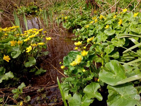 Viele gelbe Blüten des Sumpfsedums wachsen in Schmetterlingen an den Ufern eines kleinen Waldbaches mit klarem, transparentem Quellwasser, das in einem ruhigen Bach abfließt..