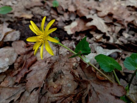 One yellow flower of spring wheat on a background of fallen yellow oak leaves. spring flowers in the forest.