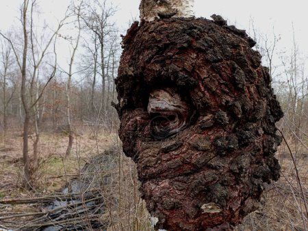 Huge tree growth on the trunk of a young birch in the forest. carving on wood in the shape of a cheekbone with an eye.