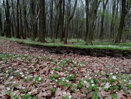 The spring forest is covered with primroses. Spring anemones bloomed in the forest. Many flowers in the forest among the trees are white in spring.