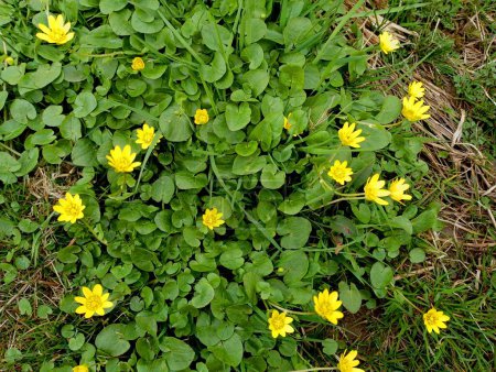 El trigo de primavera, o aciano, es una planta herbácea venenosa del género Pshinka de la familia amarilla. Solía pertenecer al género buttercup. El nombre local es suero de leche. Textura de flores amarillas de primavera.