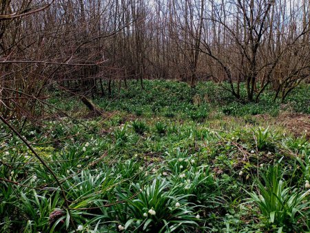 A spacious forest glade is covered with many first forest flowers and snowdrops among young trees and thick bushes. places with a large concentration of wild flowers.