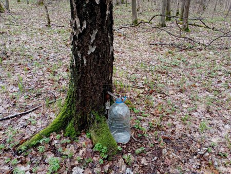 Hay un frasco de plástico cerca del tronco de abedul en el que fluye la savia de abedul fresca primavera. Recogida de savia de abedul en el bosque en primavera durante el período de floración de los árboles.