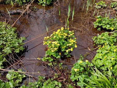 En medio de un arroyo forestal, crece una flor de pantano amarillo brillante con hojas verdes. Muddy Marsh en primavera. Hermosas flores venenosas de primavera