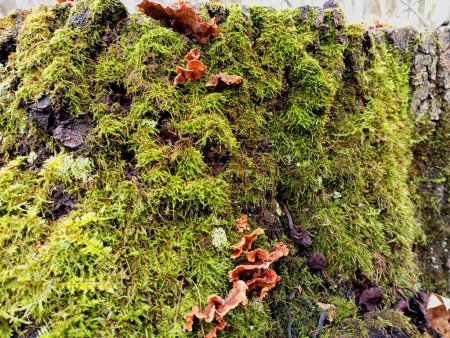 Macro shot of an old forest stump covered with green moss in which poisonous tree mushrooms grow. Old wood mushrooms in the bark of a rotten rotten stump.