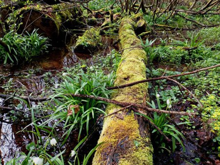Un tronc d'arbre recouvert de mousse verte épaisse se trouve dans l'eau d'un ruisseau forestier. Un beau paysage sur un ruisseau près duquel poussent les chutes de neige. Un ruisseau avec des chutes de neige dans une forêt printanière humide