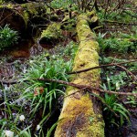 A tree trunk covered with green thick forest moss lies in the water of a forest stream. A beautiful landscape on a stream near which snowdrops grow. A stream with snowdrops in a wet spring forest