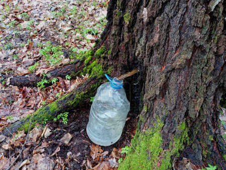 Sammlung von Birkensaft im Wald. Am Fuß eines dicken Birkenstammes steht eine Fünf-Liter-Plastikflasche, in die Saft durch eine Metallrutsche fließt. Das Thema natürliche Getränke. Ungewöhnliche Getränke.