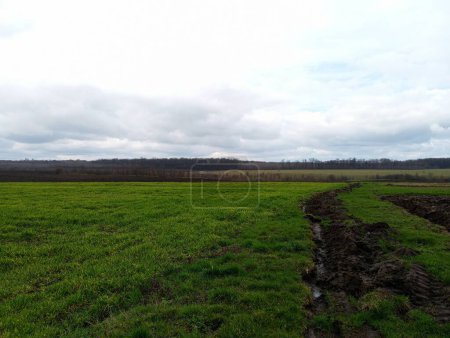 Un campo verde de trigo está rodeado por una sola línea de suelo. Una gran zanja profunda alrededor de un campo de trigo de invierno en la primavera. Cultivo de cereales y cereales en Europa.