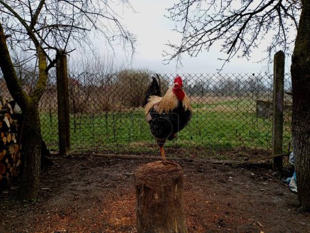 A beautiful black rooster with a white neck stands on a wooden log for chopping firewood with one paw raised. The topic of poultry farming and raising poultry at home and obtaining a chicken coop.