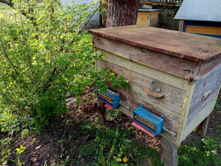 Old wooden beehive with two flying bees in an apiary near a currant bush under a tree in spring. Green bush and the theme of beekeeping and apiaries.