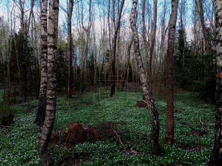 Spring forest with anemone flowers that covered the entire space between young birch trees. A large cluster of spring flowers in a birch grove. Christmas trees grow between the birches.