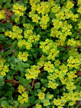 The alternate-leaved yellow-leaved plant is a perennial plant of the family of lymokyamaceae. Texture of medicinal and edible plants. Floral background from forest spring plants and flowers. Plants with yellow flowers.