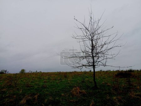 Against the background of a gloomy sky, one small tree without leaves in spring. On the grassy field grows a branch tree that has just released buds on its branches.
