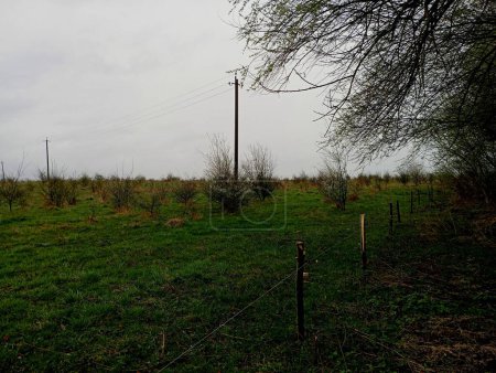 The power line runs through a pasture equipped with an electrical installation for grazing cattle. Beautiful landscape on a pasture with young trees and green grass. In the foreground are tree branches.