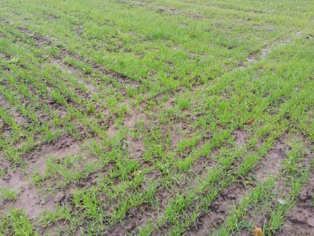 The texture of cereal crops. The first spring green young sprouts of cereal plants sown in the soil with a seeder. Agriculture and cultivation of grain and cereal crops.