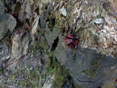 Photo for A clump of red soldier beetles on an old rotten tree stump in the park. An old wooden stump covered with green moss, on which many beetles live. - Royalty Free Image