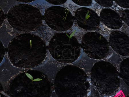 Paprika-Sämlinge sind in kleinen schwarzen Töpfen aufgegangen, um sie im Frühjahr in die Beete zu pflanzen. Vorbereitung auf die Pflanzsaison für Gemüsepflanzen. Sämlinge wachsen im Boden.