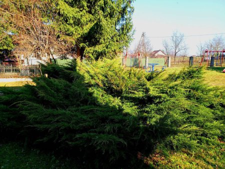 A large green thuja bush in the yard near the house in spring. A green decorative bush on the playground.
