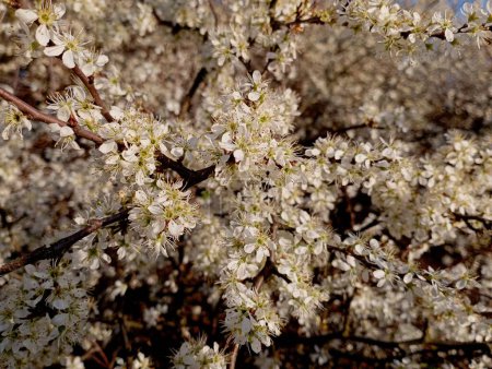 The small flowers of the terna surrounded the thick bush abundantly. Texture of white small flowers in spring in the garden. A beautiful bush bloomed with white flowers. Gardening and tree care in the spring. 