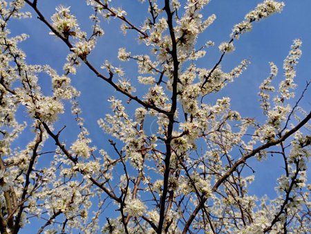 A branch of a terna bush is abundantly covered with white flowers in the spring against the background of a bright clear sky. Spring blossom on a white tree.