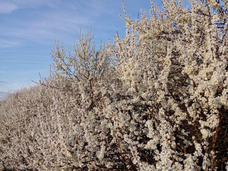 Dense flowers on the branches of the terun. Thick bushes with white flowers that bloomed profusely in the spring against the background of a beautiful blue sky. A shrub that blossomed in a bright white color.
