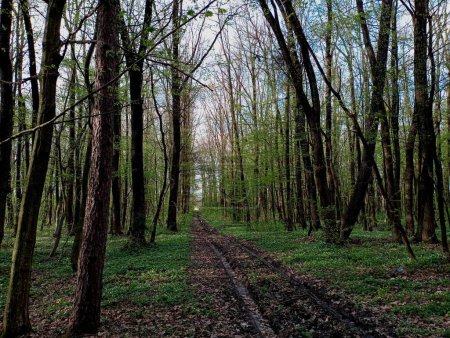 Ein gerader Feldweg in einem Quellwald. Der Frühling ist im Wald angekommen, Bäume blühen, Krabbeltiere spazieren auf einer geraden, schönen Sumpfstraße. Frühling im Wald.