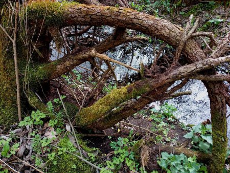 The roots of a tree are upturned on the bank of a forest stream behind green moss. Spring backgrounds and textures in the forest with moss and other plants over the water.