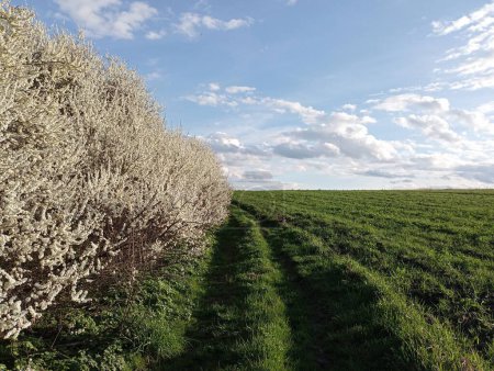 In the left corner of the photo, flowering thorn bushes stretch along a field with green wheat in spring. Beautiful spring landscape