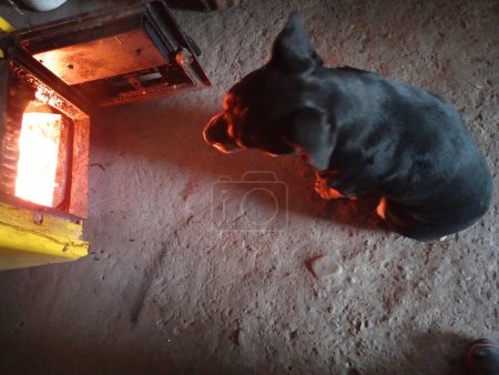Foto de Un perro negro está sentado frente a la puerta abierta de una caldera en la que se quema un fuego. El perro se está calentando en la sala de calderas cerca de la puerta de la caldera de combustible sólido. El perro en la sala de calderas. - Imagen libre de derechos