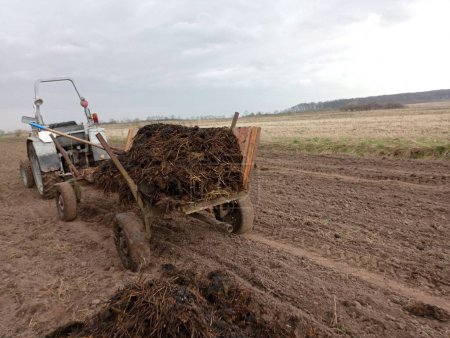 Il y a un tracteur sur une remorque avec une grande pile de fumier pour fertiliser le sol sur un champ spacieux. Fertilisation du sol avec un engrais biologiquement pur. Fertilisation du champ avec du fumier de vache.