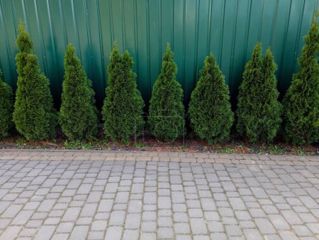 Téléchargez les photos : Une rangée d'arbres décoratifs poussent sur le fond d'une clôture métallique verte. Aménagement paysager dans la cour près de la maison, qui est posée avec des pavés. - en image libre de droit