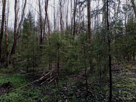 A beautiful spring forest with Christmas trees planted in a row between young birches.mixed warriors and birch forest in spring. Beautiful landscape with trees and other plants.