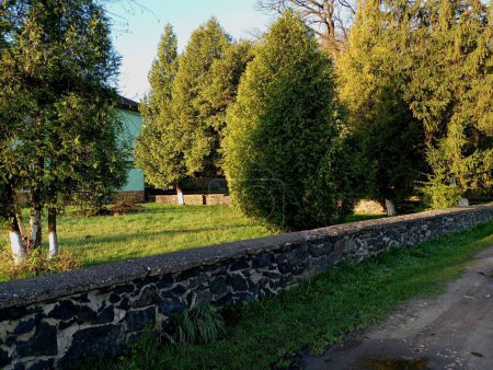 Concrete on a river stone fence separates coniferous thuja trees in the park. Park landscape design and fence near the roadway.