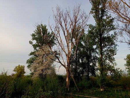 Several trees on the background of the sky. One dead tree next to healthy green trees and white cherry blossoms. Natural landscapes depicting poplars.