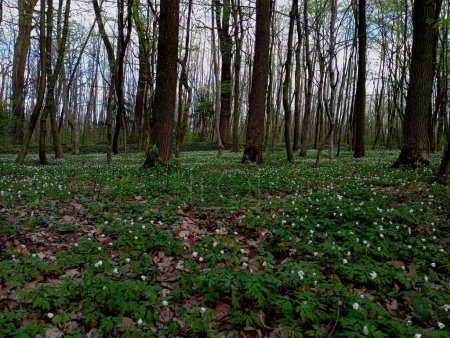 Un beau paysage forestier avec des arbres et de nombreuses fleurs qui ont fleuri au printemps et rempli tout l'espace de la forêt. La floraison blanche des anémones recouvrait le sol dans la forêt. Fonds et textures printanières.