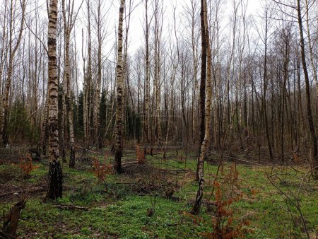 Birch grove in the forest with young trees in spring. Beautiful landscape with birch trees in spring. a rhythmic forest in spring with different poles and roughly the same trees.