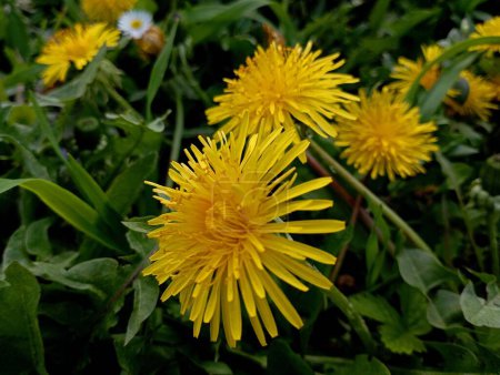 Fleur de pissenlit jaune. Les fleurs de pissenlit au printemps sont jaune vif sur un fond d'herbe verte. Plantes et herbes utiles et médicinales. Fleurs qui sont déjà consommées comme nourriture.