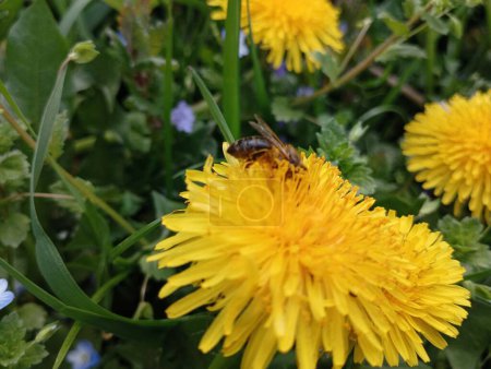 Téléchargez les photos : Une abeille est assise sur une fleur de pissenlit jaune et recueille activement du nectar pour le transformer en miel. Pollinisation des pissenlits à l'aide d'insectes. Plantes médicinales utiles de chèvrefeuille. - en image libre de droit