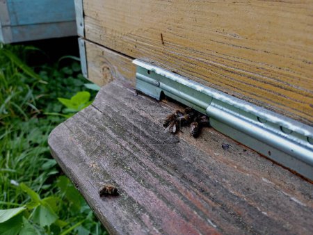 Mehrere Bienen sitzen auf dem hölzernen Eis des gelben Bienenstocks und bewachen den Eingang zum Bienenstock. Das Thema Bienen, Insekten und Bienenhaltung.