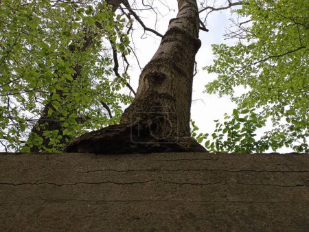 Un arbre qui est devenu une vieille clôture en béton et le tient. Le processus de destruction des bâtiments anciens sous l'influence de la nature et des plantes.