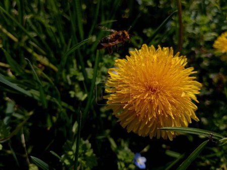 A bee flies up to a yellow dandelion flower to collect nectar. Pollination of wildflowers. The topic of medicinal plants and their reproduction.