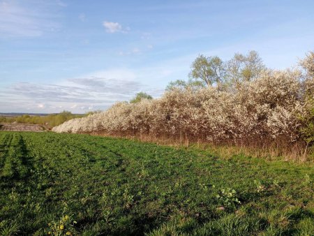 A view from a wheat field to the terna bushes blooming with thick white flowers in the spring under a clear cloudless blue sky.